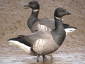 Dark-bellied Brent Goose